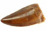 Serrated, Raptor Tooth - Real Dinosaur Tooth #333290-1
